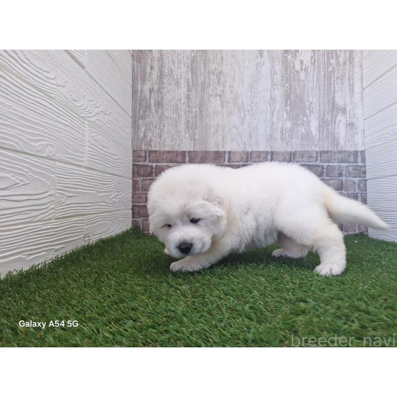 販売中の三重県のグレートピレニーズ-451145の3枚目