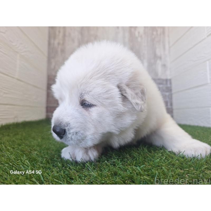 販売中の三重県のグレートピレニーズ-451145の2枚目