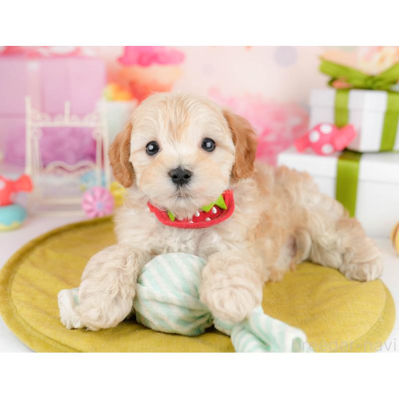 販売中の千葉県のマルプー:マルチーズ×トイプードル-451147の10枚目