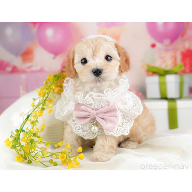 販売中の千葉県のマルプー:マルチーズ×トイプードル-451147の9枚目