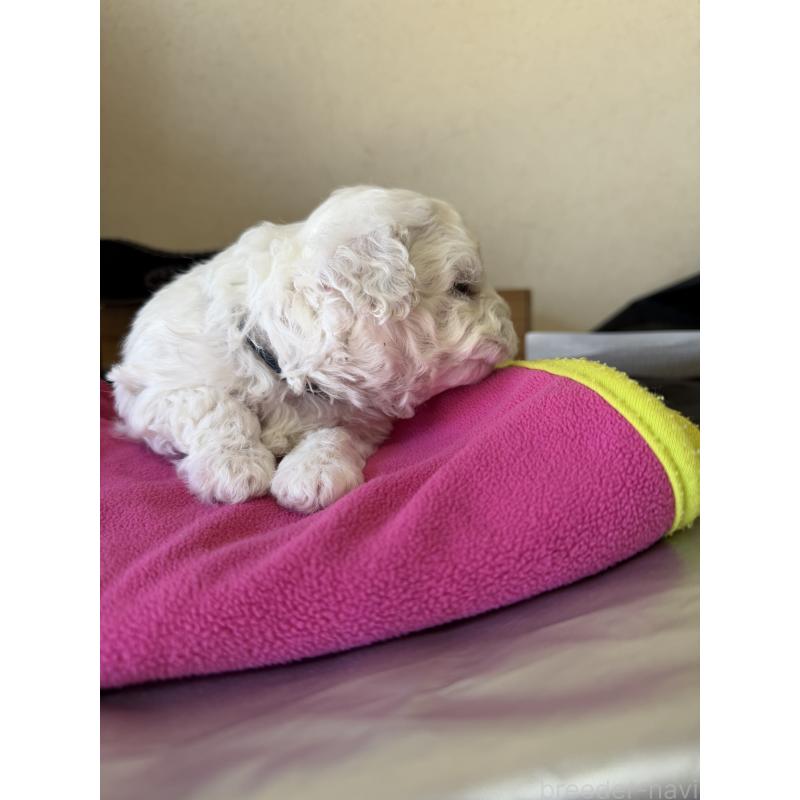 販売中の岡山県のビションフリーゼ-451089の3枚目