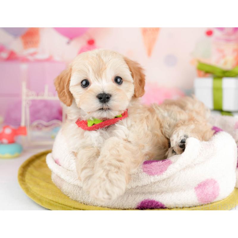 販売中の千葉県のマルプー:マルチーズ×トイプードル-451147の8枚目