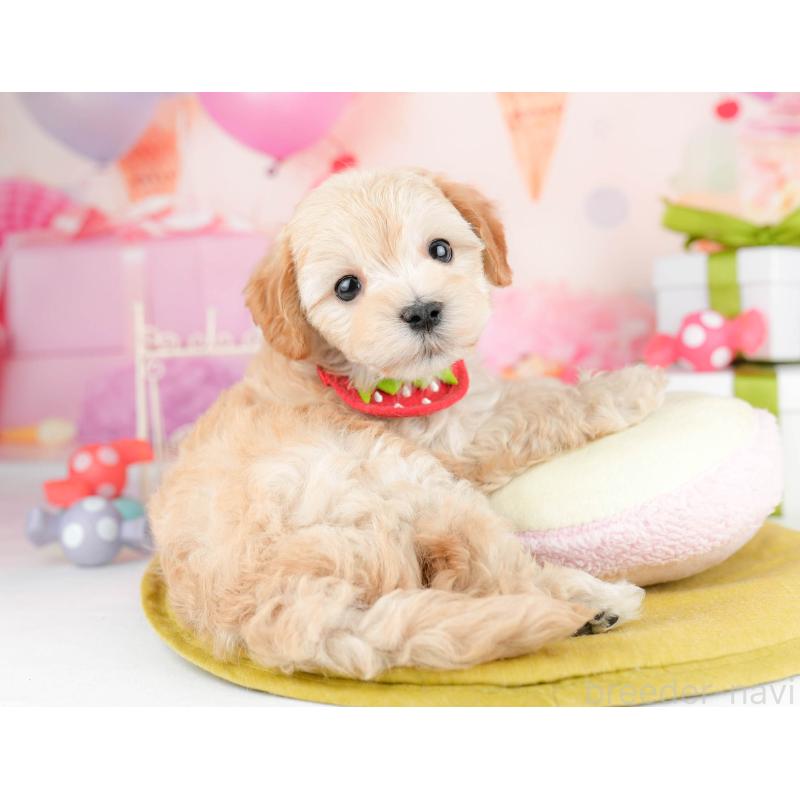 販売中の千葉県のマルプー:マルチーズ×トイプードル-451147の7枚目