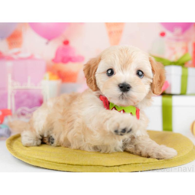 販売中の千葉県のマルプー:マルチーズ×トイプードル-451147の6枚目