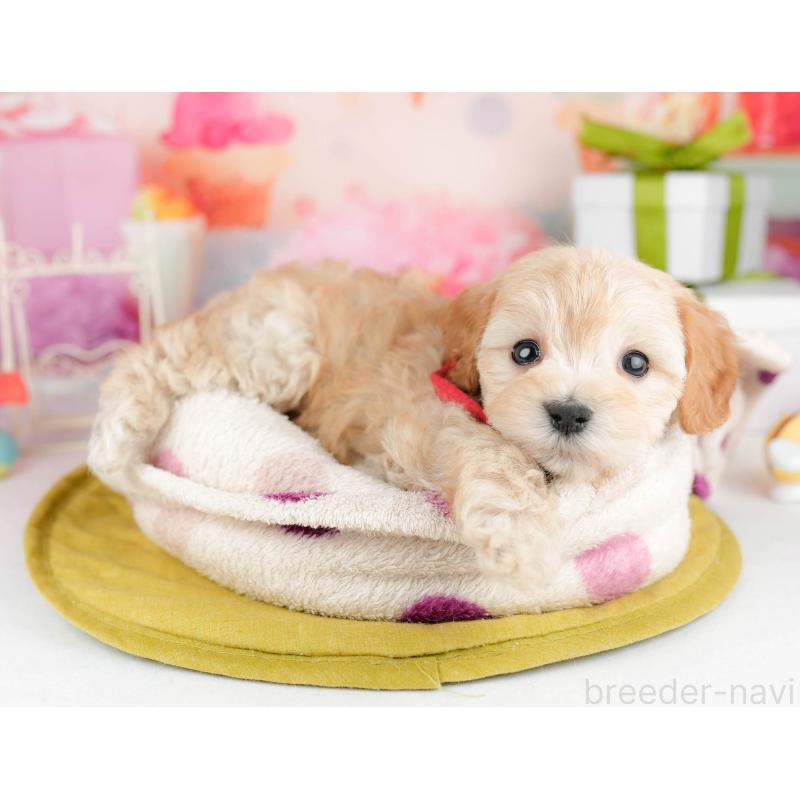 販売中の千葉県のマルプー:マルチーズ×トイプードル-451147の5枚目