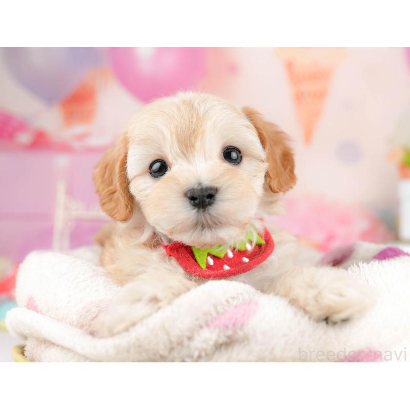 販売中の千葉県のマルプー:マルチーズ×トイプードル-451147の4枚目