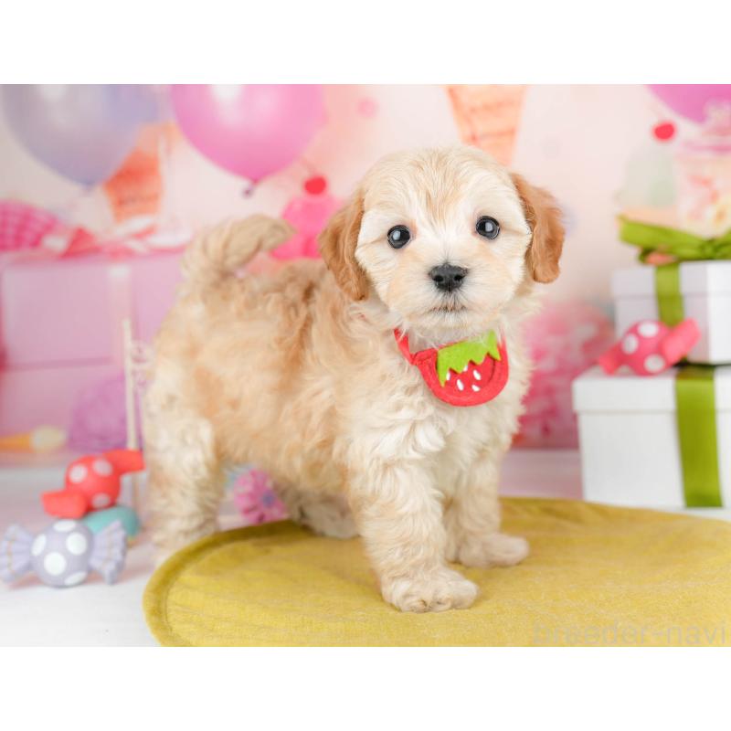 販売中の千葉県のマルプー:マルチーズ×トイプードル-451147の3枚目