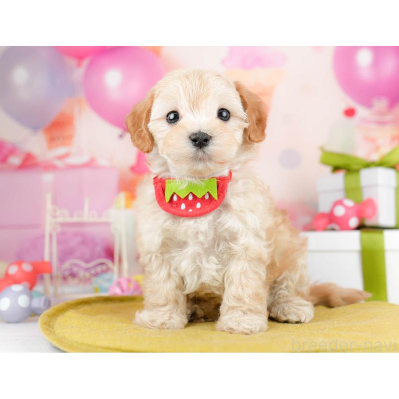 販売中の千葉県のマルプー:マルチーズ×トイプードル-451147の2枚目