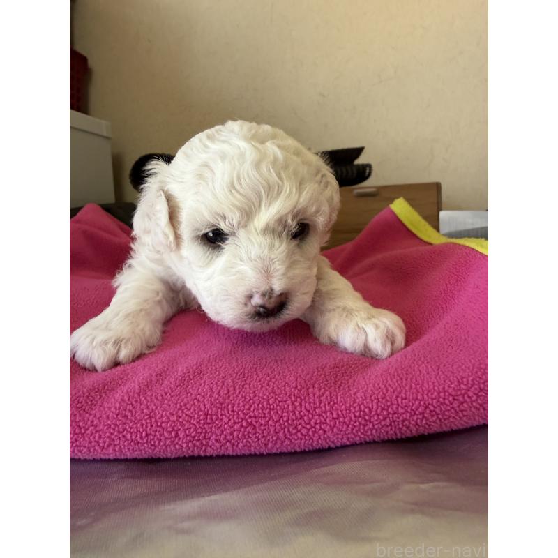 販売中の岡山県のビションフリーゼ-451089の2枚目