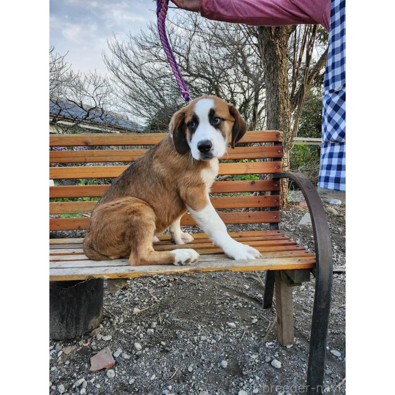 販売中の宮崎県のミックス犬-451149の8枚目