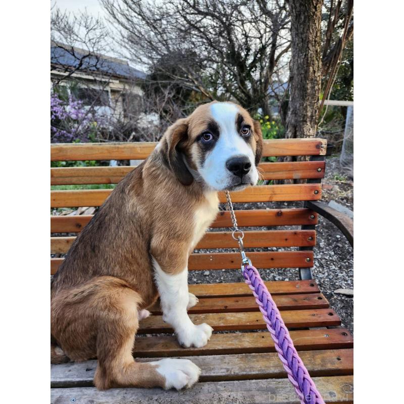 販売中の宮崎県のミックス犬-451149の7枚目