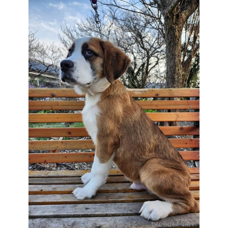 販売中の宮崎県のミックス犬-451149の6枚目