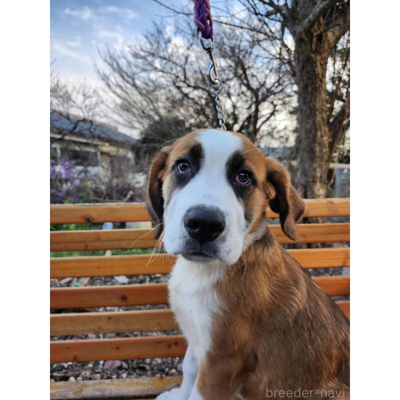 販売中の宮崎県のミックス犬-451149の1枚目