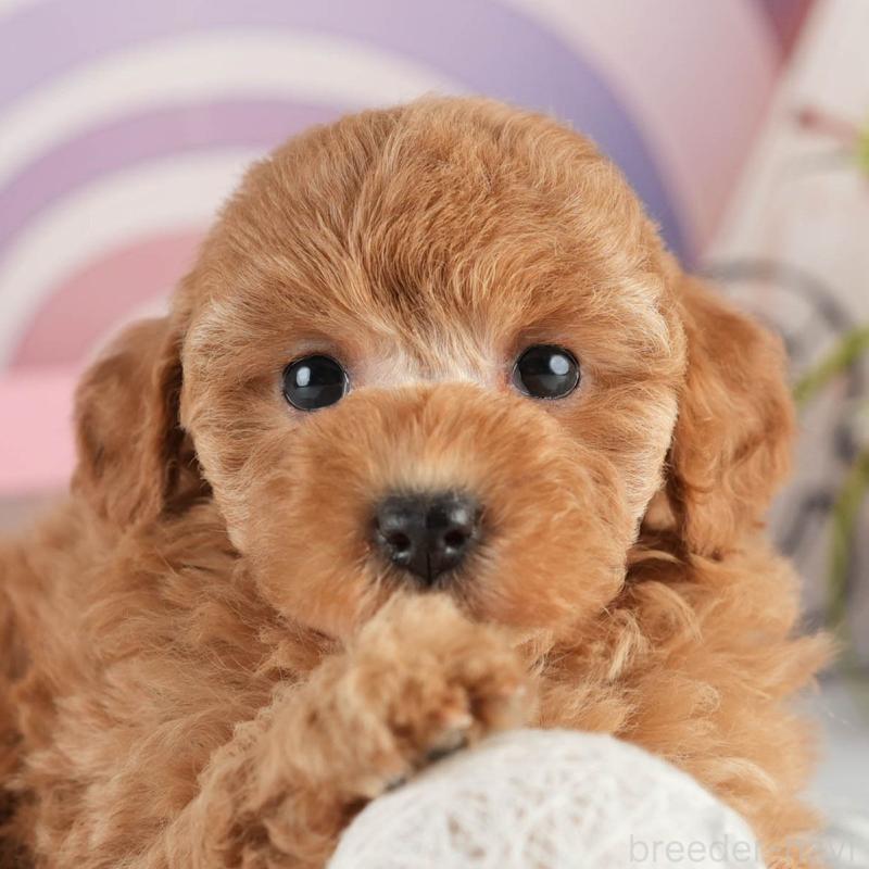 販売中の茨城県のトイプードル-451152の1枚目