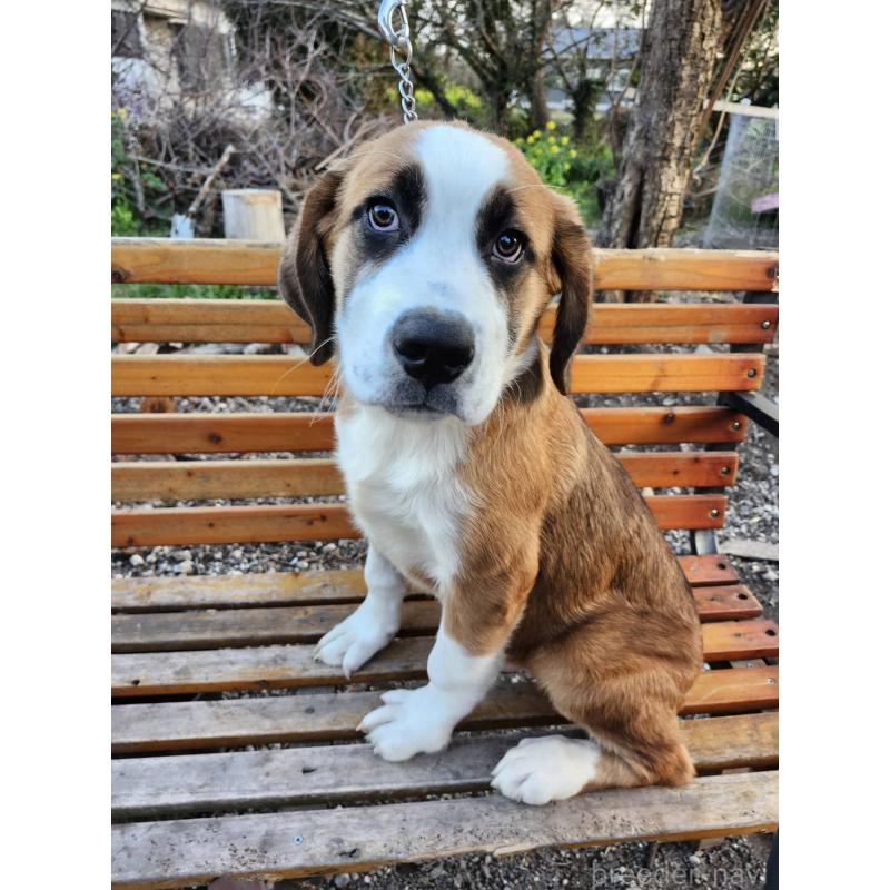 販売中の宮崎県のミックス犬-451149の4枚目