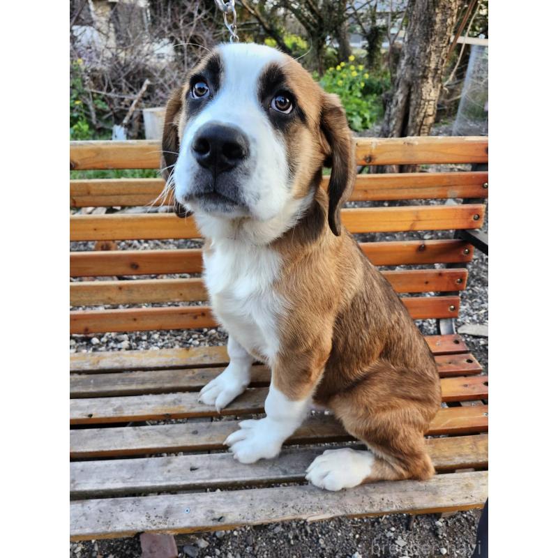 販売中の宮崎県のミックス犬-451149の5枚目