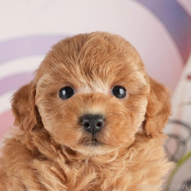 販売中の茨城県のトイプードル-451152の8枚目