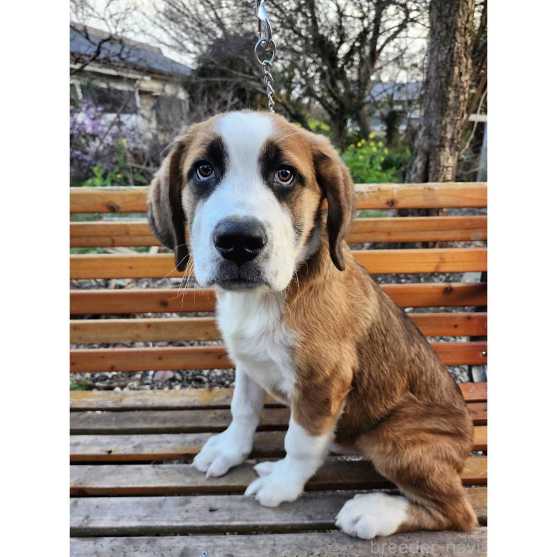 販売中の宮崎県のミックス犬-451149の2枚目