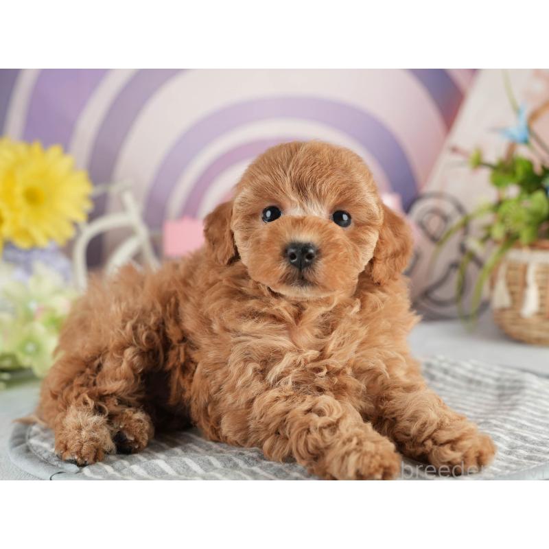 販売中の茨城県のトイプードル-451152の6枚目