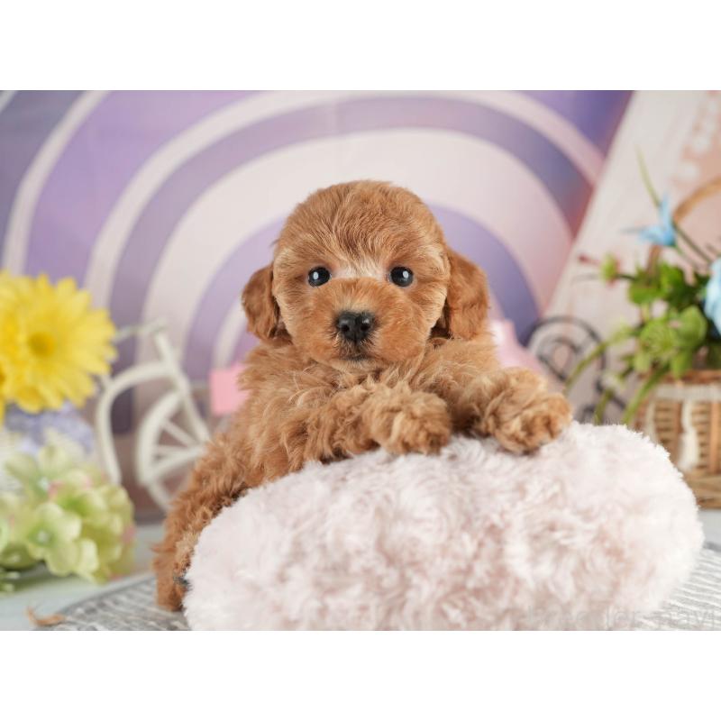 販売中の茨城県のトイプードル-451152の5枚目