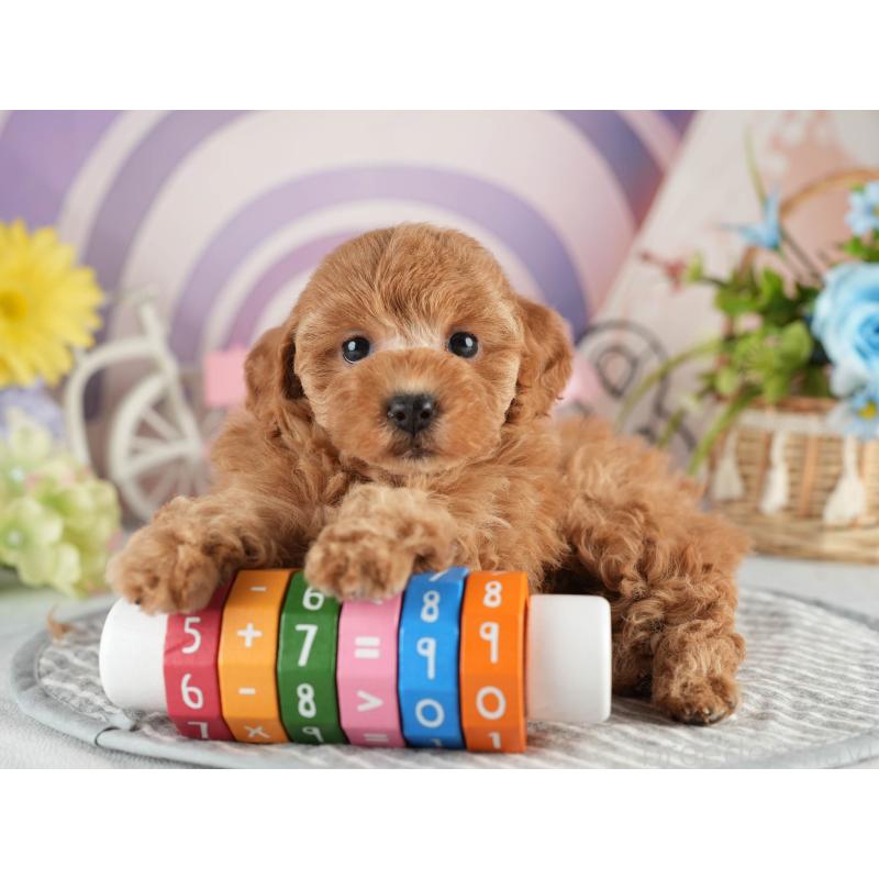 販売中の茨城県のトイプードル-451152の4枚目