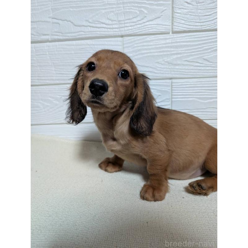 販売中の宮崎県のミニチュアダックスフンド(ロングヘアード)-451154の1枚目