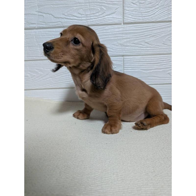 販売中の宮崎県のミニチュアダックスフンド(ロングヘアード)-451154の5枚目