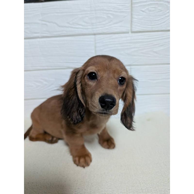 販売中の宮崎県のミニチュアダックスフンド(ロングヘアード)-451154の4枚目