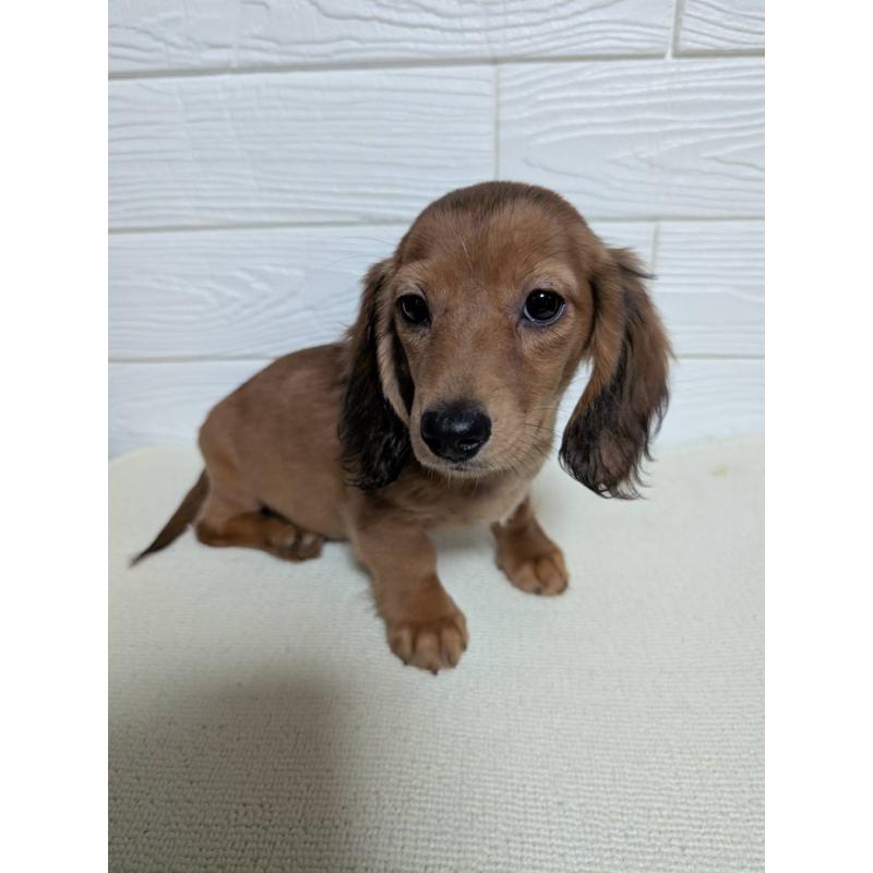 販売中の宮崎県のミニチュアダックスフンド(ロングヘアード)-451154の3枚目