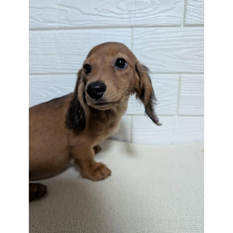 販売中の宮崎県のミニチュアダックスフンド(ロングヘアード)-451154の2枚目