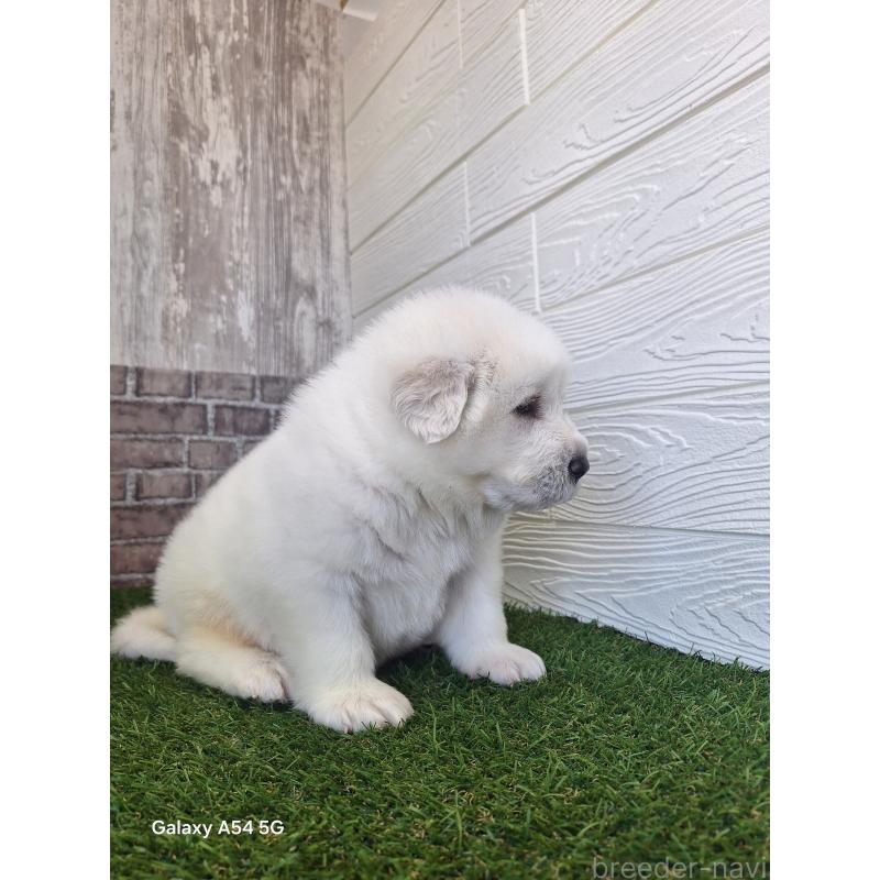 販売中の三重県のグレートピレニーズ-451162の8枚目