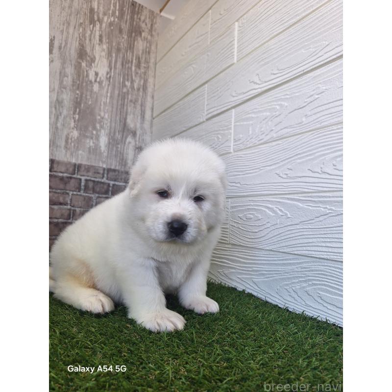 販売中の三重県のグレートピレニーズ-451162の6枚目