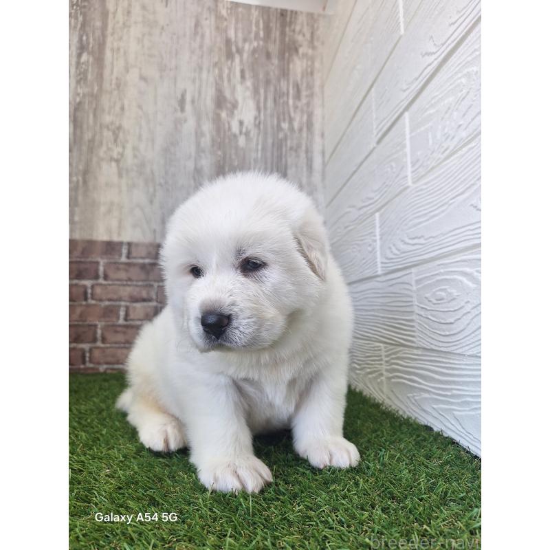 販売中の三重県のグレートピレニーズ-451162の5枚目