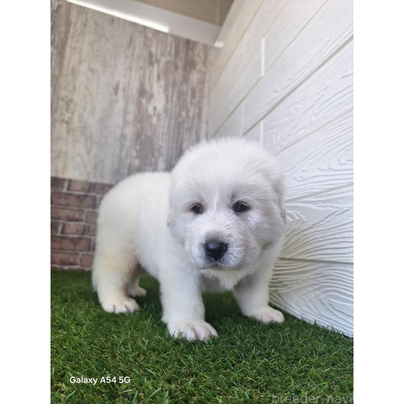 販売中の三重県のグレートピレニーズ-451162の4枚目