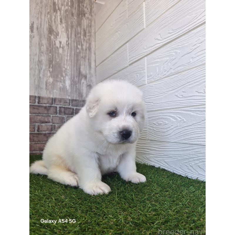 販売中の三重県のグレートピレニーズ-451162の3枚目