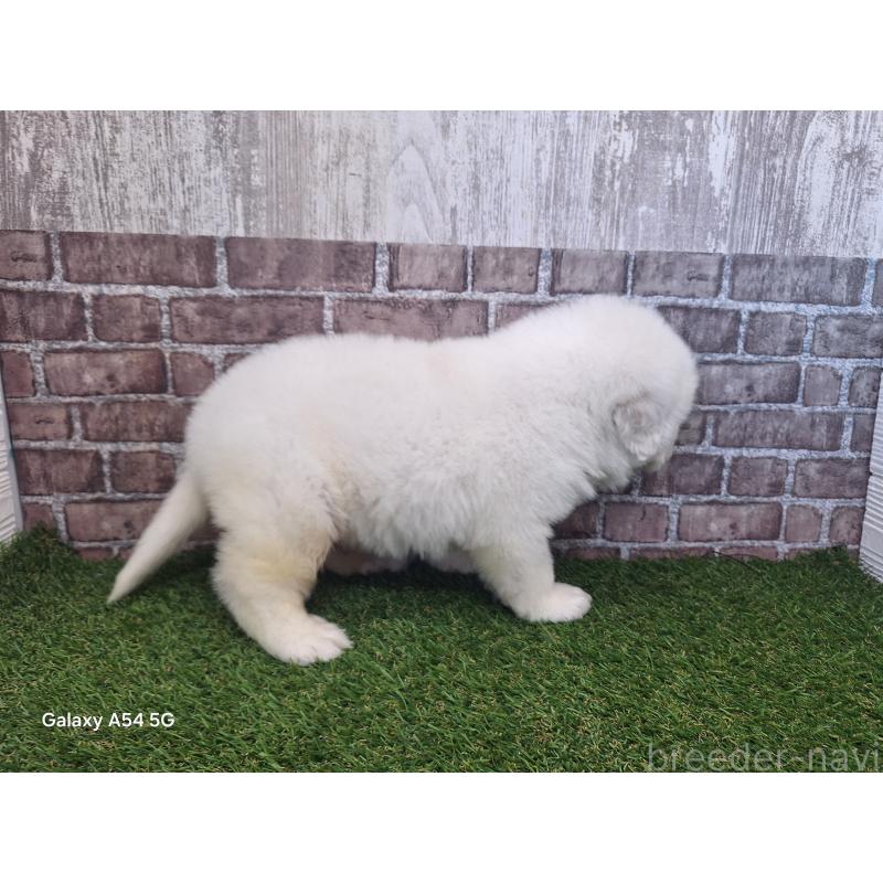 販売中の三重県のグレートピレニーズ-451162の2枚目