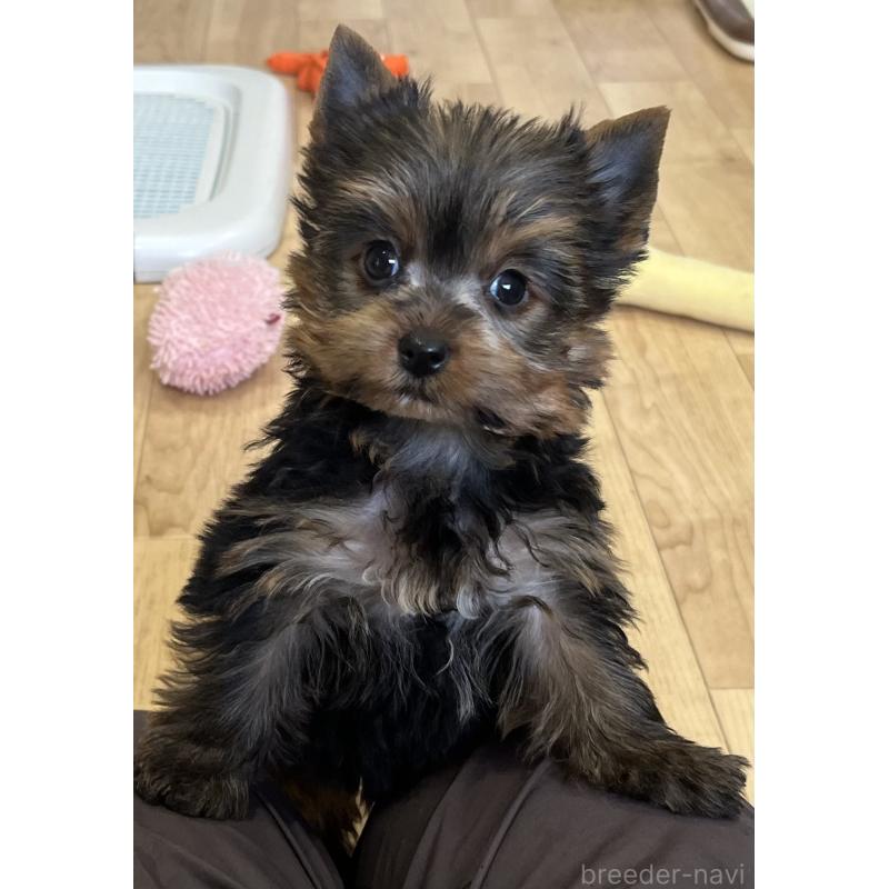 販売中の鹿児島県のヨークシャーテリア-451164