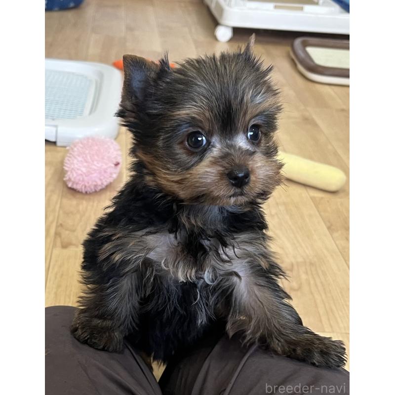 販売中の鹿児島県のヨークシャーテリア-451164の7枚目