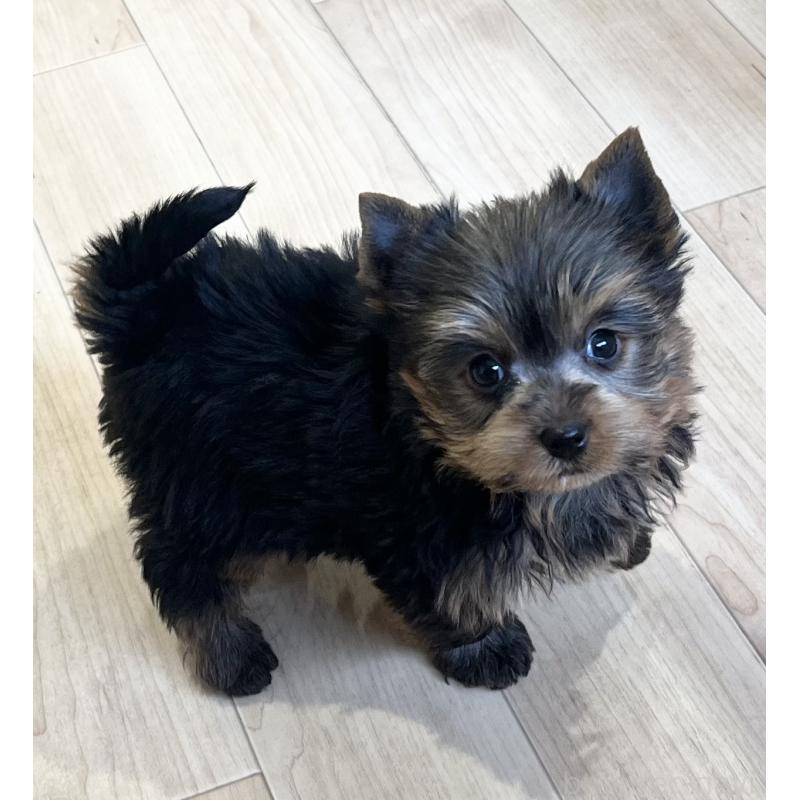 販売中の鹿児島県のヨークシャーテリア-451164の6枚目