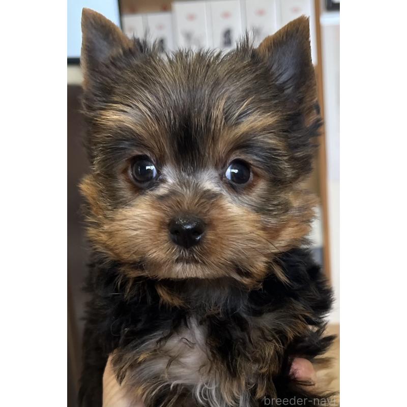 販売中の鹿児島県のヨークシャーテリア-451164の5枚目