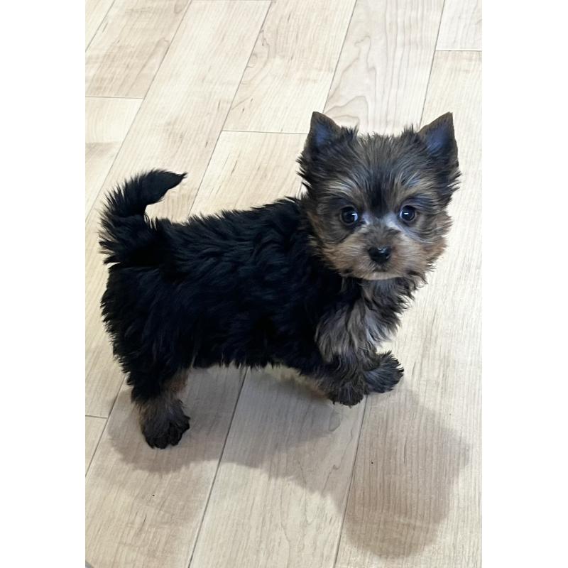 販売中の鹿児島県のヨークシャーテリア-451164の4枚目