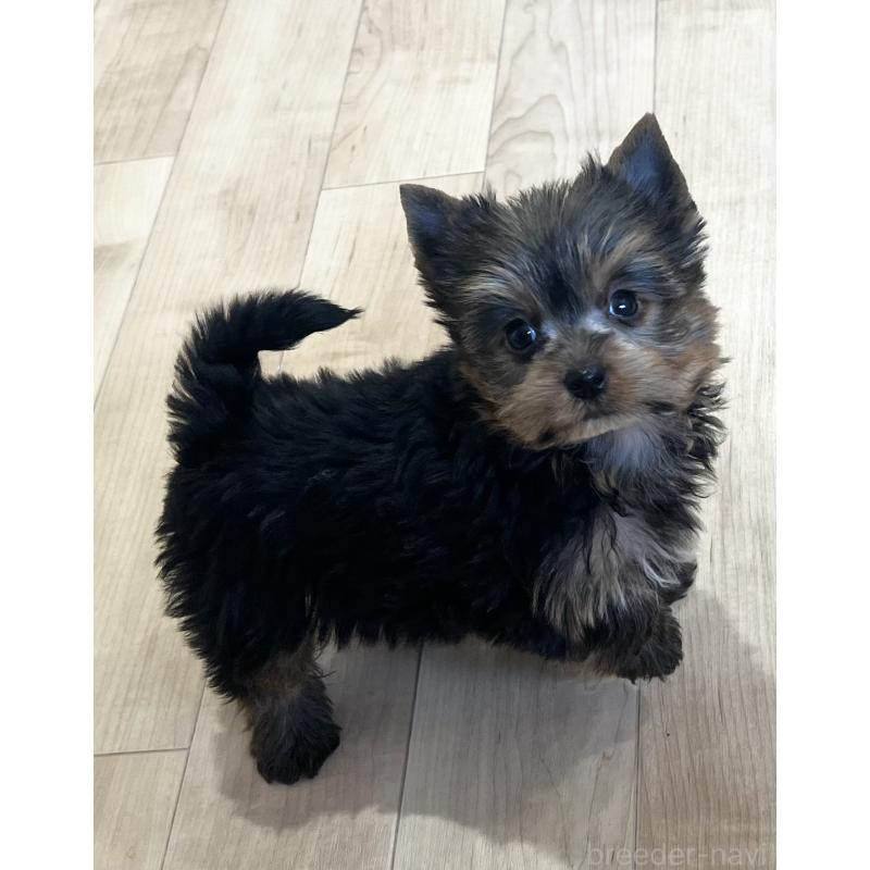 販売中の鹿児島県のヨークシャーテリア-451164の3枚目