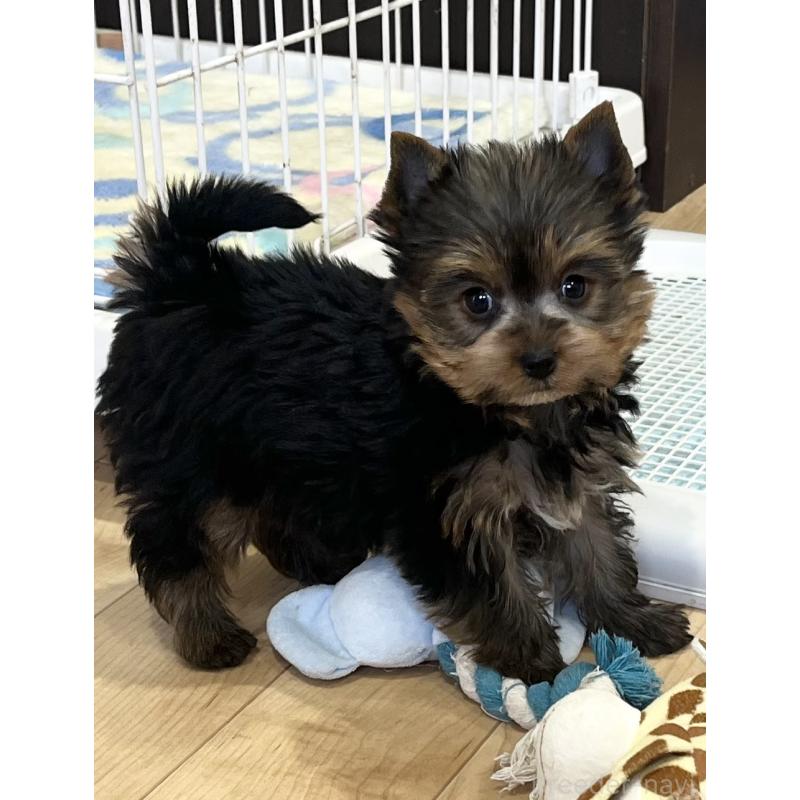 販売中の鹿児島県のヨークシャーテリア-451164の2枚目