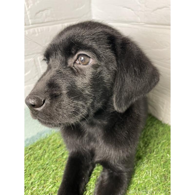 販売中の千葉県のラブラドールレトリーバー-451166の6枚目