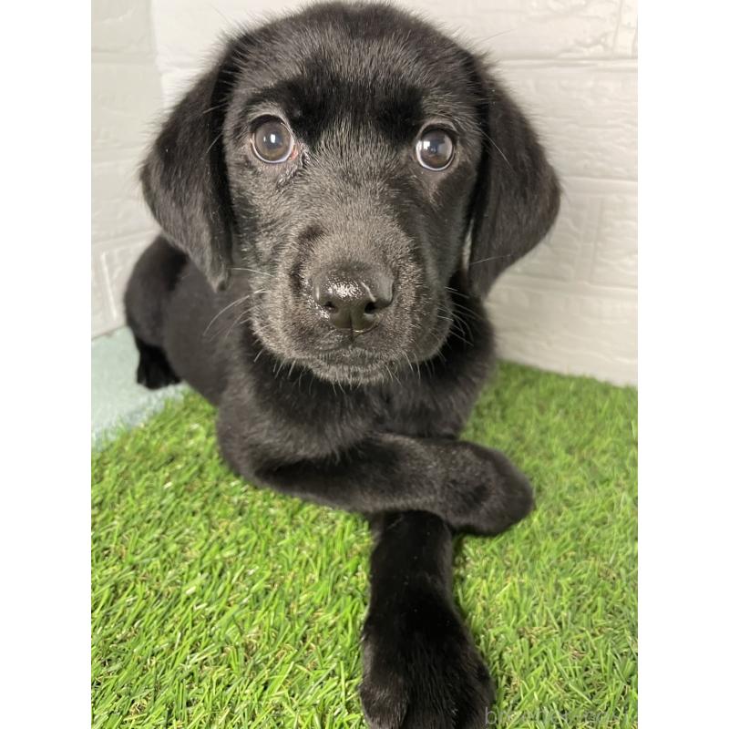 販売中の千葉県のラブラドールレトリーバー-451166の5枚目