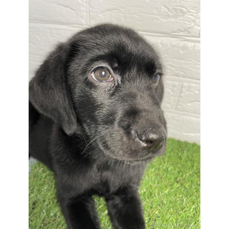 販売中の千葉県のラブラドールレトリーバー-451166の4枚目