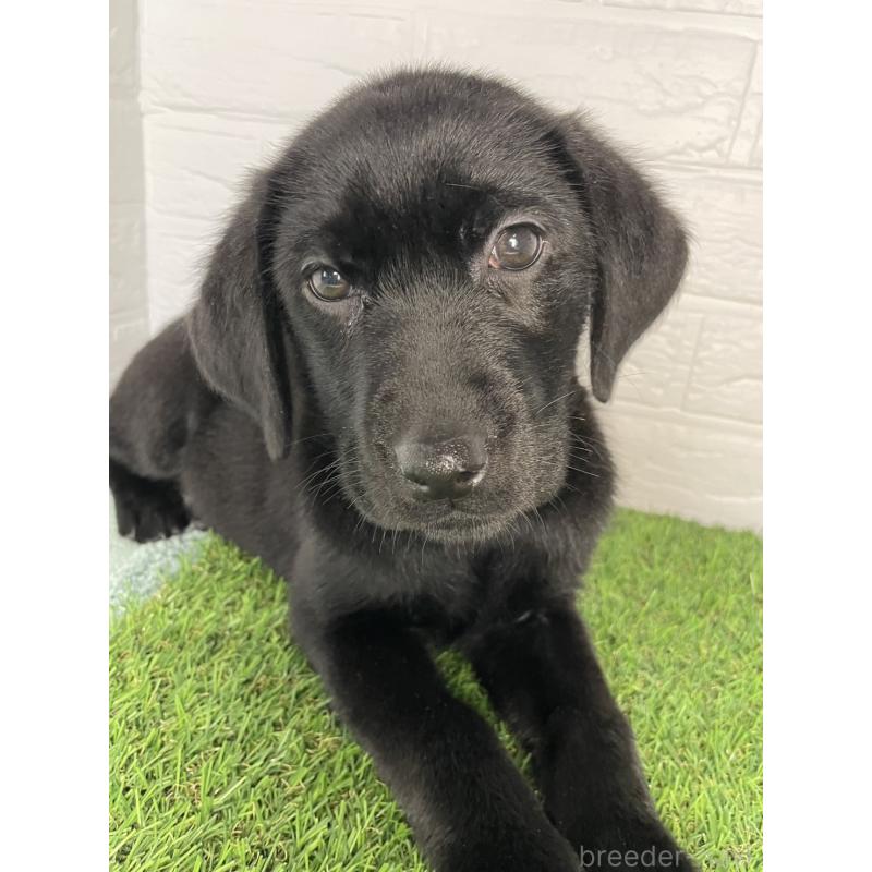 販売中の千葉県のラブラドールレトリーバー-451166の3枚目