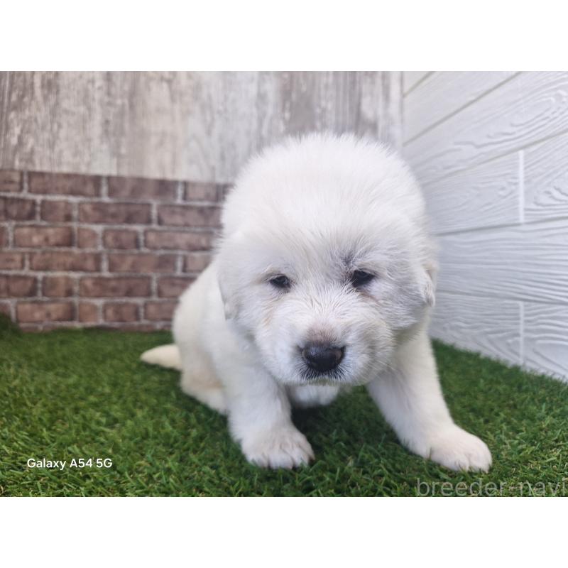 販売中の三重県のグレートピレニーズ-451168の10枚目