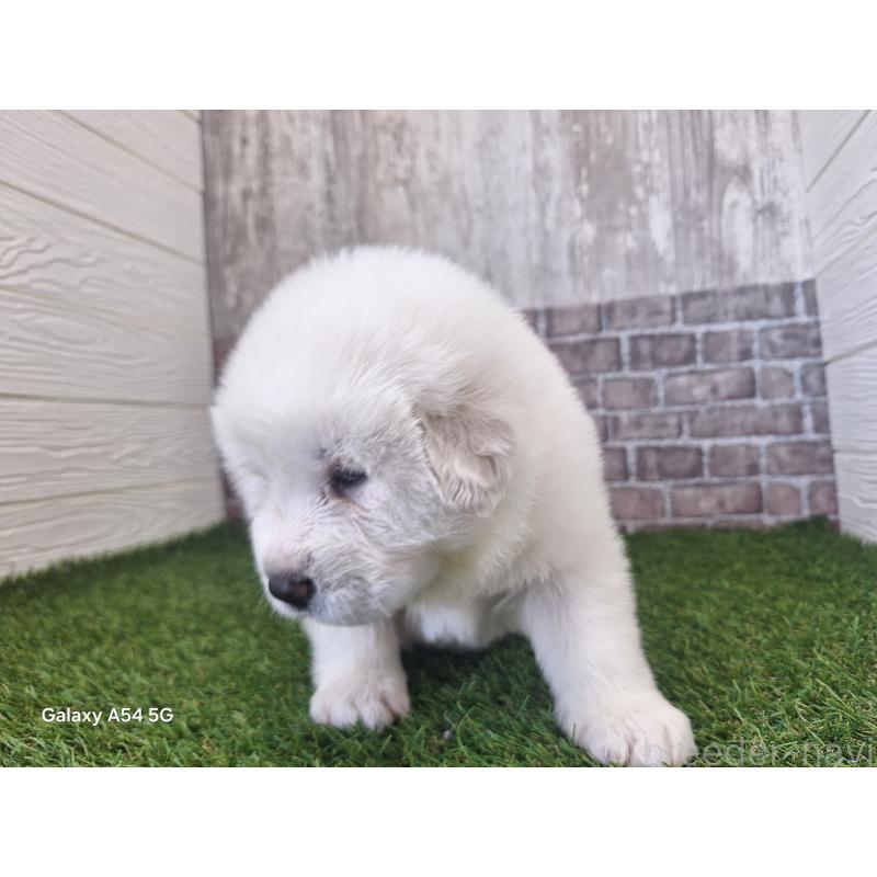 販売中の三重県のグレートピレニーズ-451168の8枚目