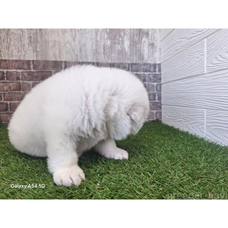 販売中の三重県のグレートピレニーズ-451168の7枚目